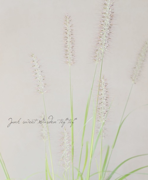 ���Ͼ����ʤ�10��off�ۡڥ��饹��ʪ�ۥڥ˥����ࡦ�����ڥ������ǥ� �إ�����ǥ��󥹡� 