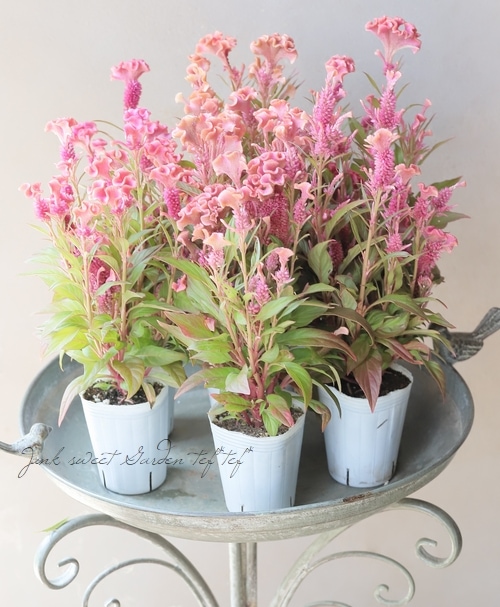 セロシア・ホットトピック 『ピンク』ケイトウ | すべての商品