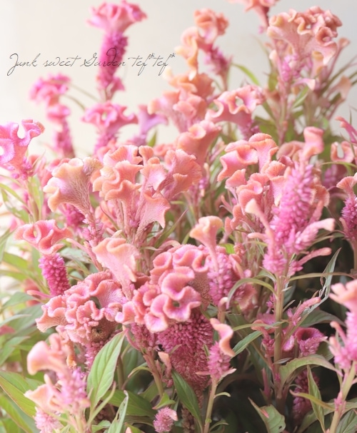 セロシア・ホットトピック 『ピンク』ケイトウ | 花苗 | | Junk