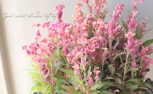 赤　ピンク　ケイトウ　11本+ヘッド1個　　種付き Amazon.co.jp: けいとうの種 種子 15粒 花の種 同梱可能 鶏頭