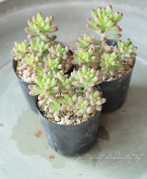 多肉植物】『ルビーティント』セダム属 | すべての商品 | | Junk sweet