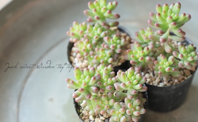 多肉植物】『ルビーティント』セダム属 | すべての商品 | | Junk sweet
