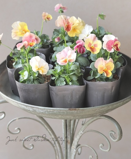 ☆育種うえたオリジナルビオラ 『試作品種』 2025 No.125 | すべての