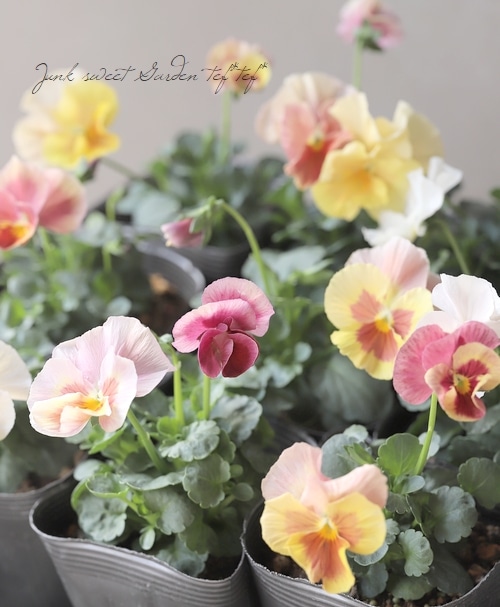 ☆育種うえたオリジナルビオラ 『試作品種』 2025 No.125 | すべての