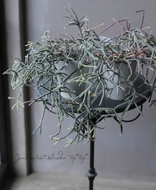 リプサリス フロストシュガー ピロカルパ すべての商品 Junk Sweet Garden Tef Tef