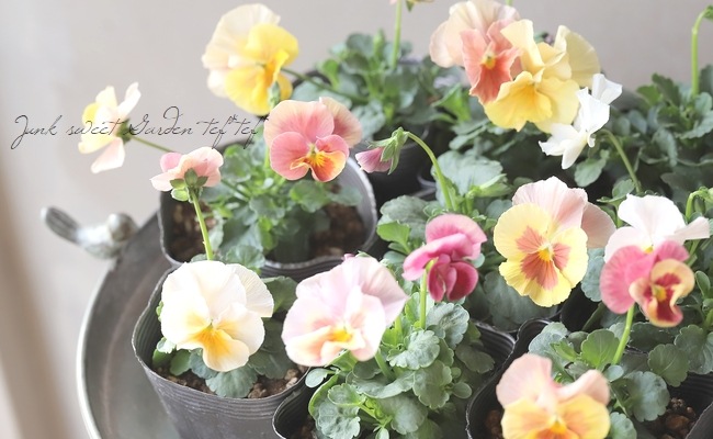 ☆育種うえたオリジナルビオラ 『試作品種』 2025 No.125 | すべての