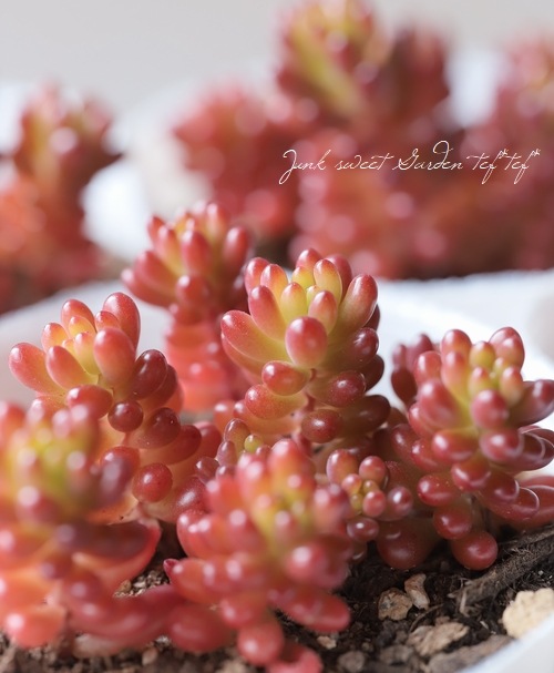 多肉植物】 『レッドベリー』 セダム属 | すべての商品 | | Junk sweet