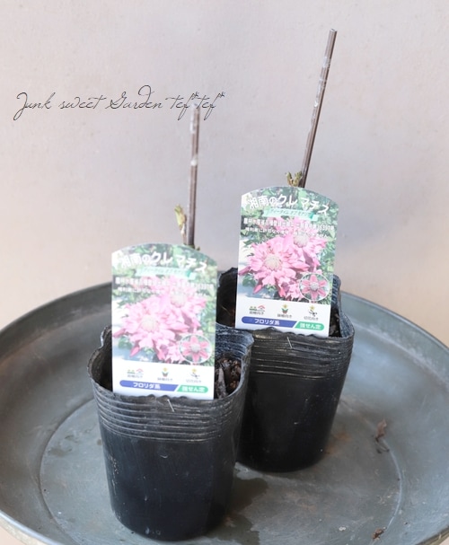 八重咲きクレマチス・フロリダ系 『ティータイム・オブ・モナリザ