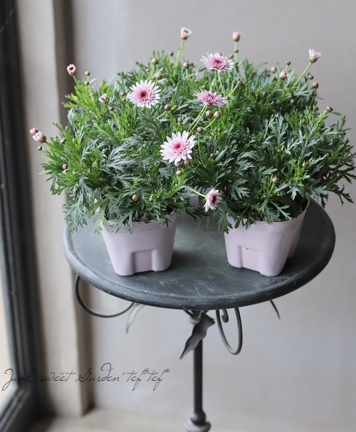 ���֥餵��Υޡ�����å� �إ�������������