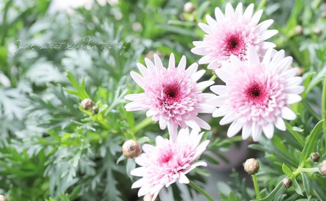 ���֥餵��Υޡ�����å� �إ�������������