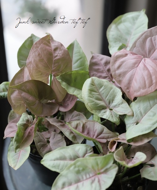 �ڴ��տ�ʪ�� ���󥴥˥��ࡡ�إͥ����