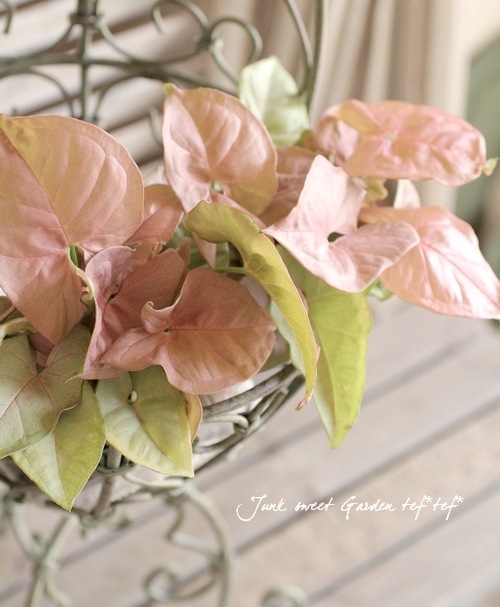 �ڴ��տ�ʪ�� ���󥴥˥��ࡡ�إͥ����