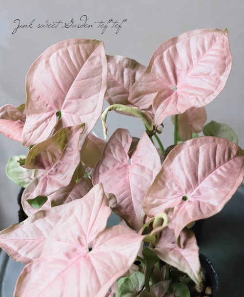 �ڴ��տ�ʪ�� ���󥴥˥��ࡡ�إͥ����