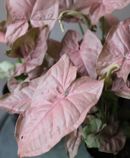 �ڴ��տ�ʪ�� ���󥴥˥��ࡡ�إͥ����