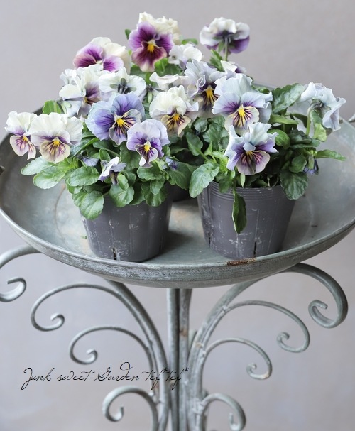 ☆育種うえたオリジナルパンジー 『マシェリマダム』MIX | すべての