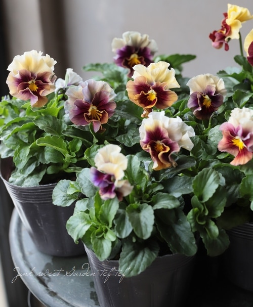 ☆育種うえたオリジナルパンジー 『マシェリマダム』MIX | すべての