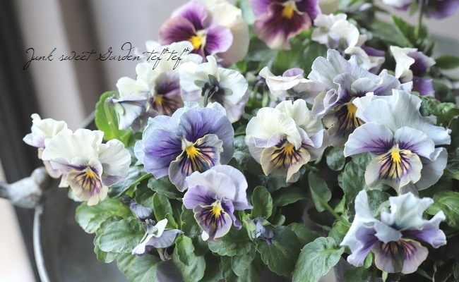 ☆育種うえたオリジナルパンジー 『マシェリマダム』MIX | すべての