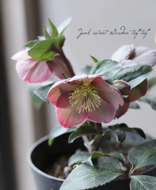 クリスマスローズ 『Pippa's Purple』 | すべての商品 | | Junk sweet