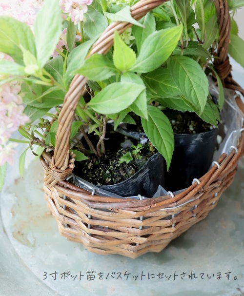 紫陽花のお部屋　シャネルリボン WEBSHOP - とんちキツネのなるほどコスメ｜京都・加美屋