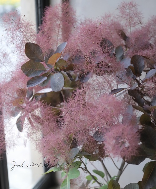 スモークツリー 『グレイス』 『グレース』 超良株！【37】 | すべての