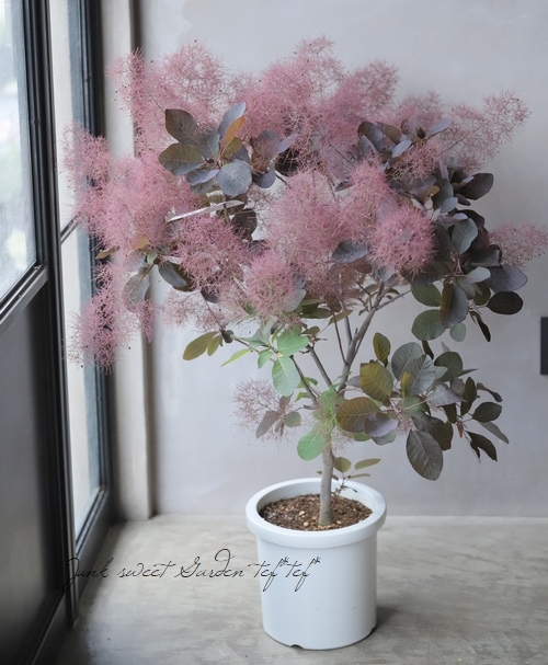 スモークツリー 『グレイス』 『グレース』 超良株！【37】 | すべての