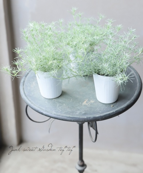 ロータス コットンキャンディ 株分け出来る 2本植え すべての商品 Junk Sweet Garden Tef Tef ロータス コットンキャンディ 株分け出来る 2本植え すべての商品 Junk Sweet Garden Tef Tef