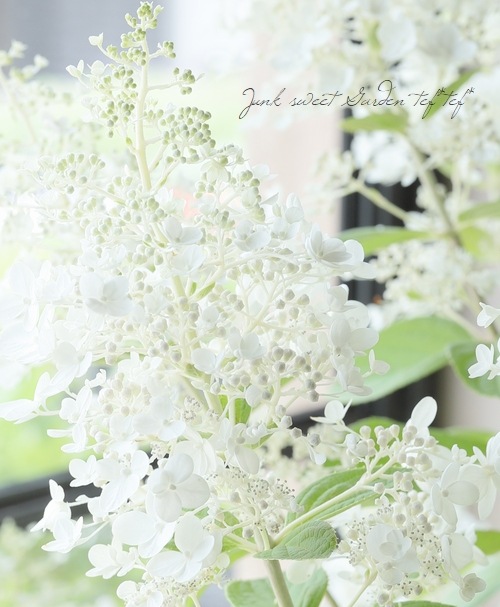 ピラミッド紫陽花・ノリウツギ 『ベビーレース』 コンパクト品種