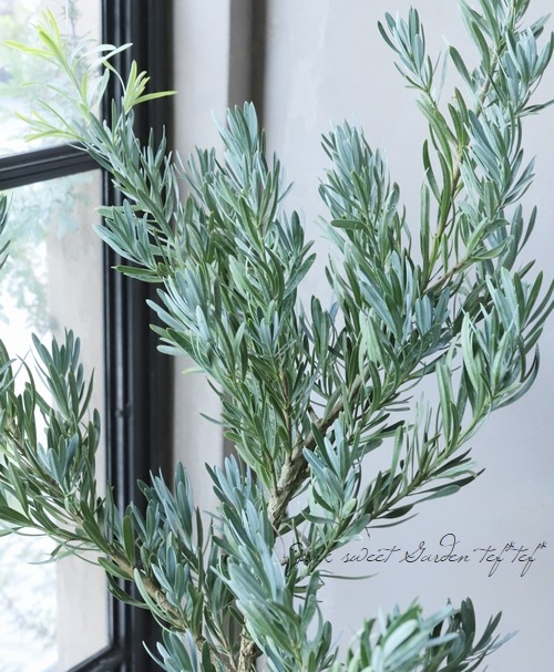 【現品】ブルーマキ　マキ・アイシーブルー　10号　あ５番 楽天市場】【現品・現物】ブルーマキ マキ・アイシーブルー Podocarpus