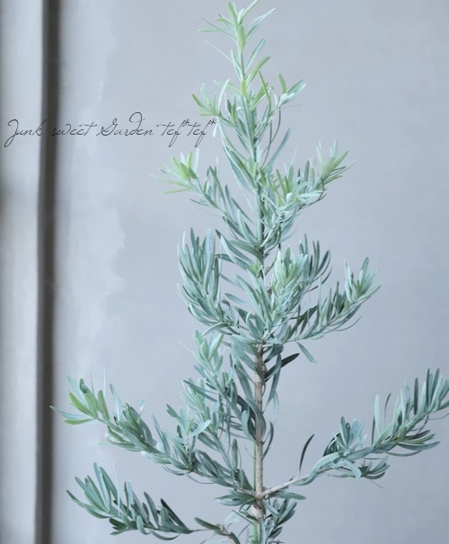 常緑針葉樹】 ポドカルプス・マキ 『アイシーブルー』 【B】 | すべて