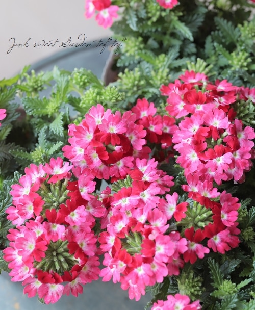 パリー ウエイクフィールド 超大株 ※引き取り限定 【公式通販】