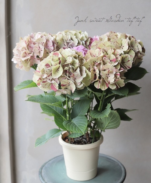 アンティーク紫陽花様専用です Eritreaembindia Com