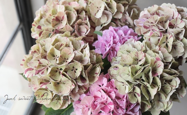 アンティーク紫陽花 旭の舞姫 秋色ピンク すべての商品 Junk Sweet Garden Tef Tef アンティーク紫陽花 旭の舞姫 秋色ピンク すべての商品 Junk Sweet Garden Tef Tef