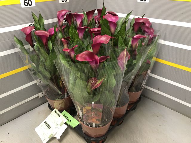 球根植物】 カラー 『トーキョー』 ワイン | すべての商品 | | Junk 球根植物】 カラー 『トーキョー』 ワイン | すべての商品 | | Junk