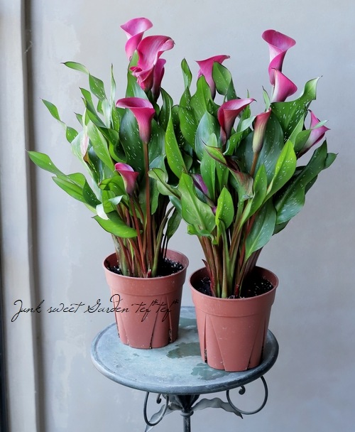 球根植物】 カラー 『トーキョー』 ワイン | すべての商品 | | Junk