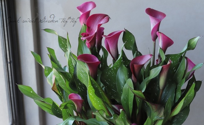 とし　球根 球根植物】 カラー 『トーキョー』 ワイン | すべての商品