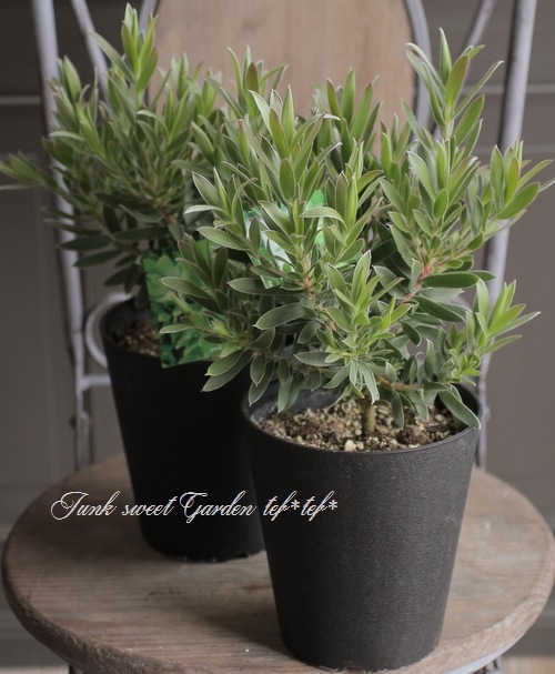 特大株】 貴重！リューカデンドロン 『スターグリーン