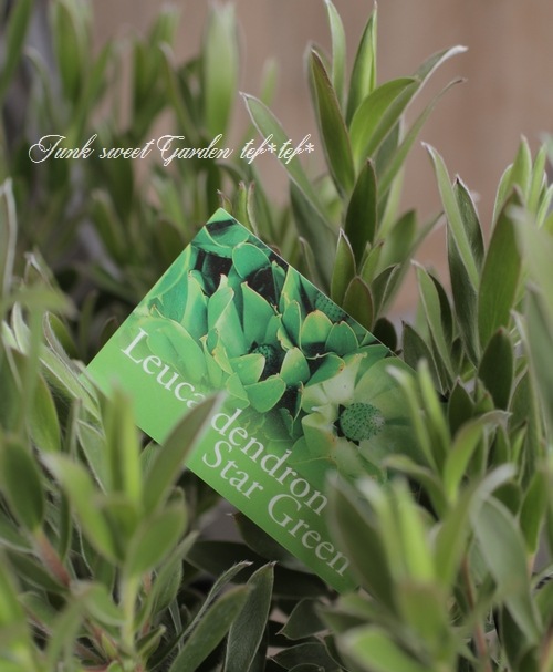 特大株】 貴重！リューカデンドロン 『スターグリーン