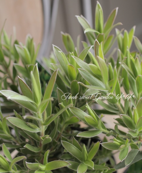 特大株】 貴重！リューカデンドロン 『スターグリーン