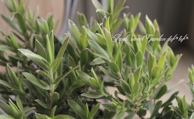 特大株】 貴重！リューカデンドロン 『スターグリーン