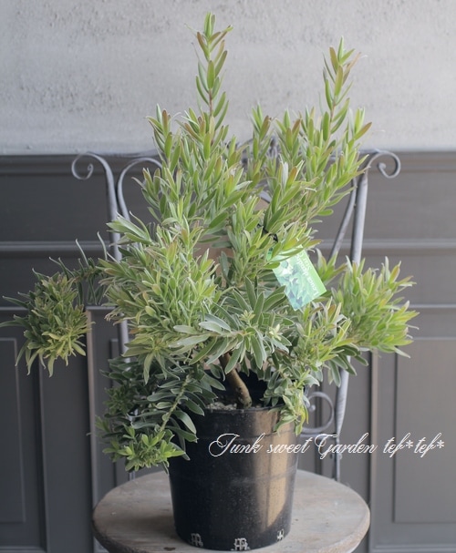 特大株】 貴重！リューカデンドロン 『スターグリーン