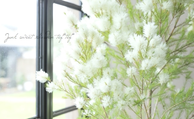 メラレウカ 『メディカルティーツリー』 | すべての商品 | | Junk