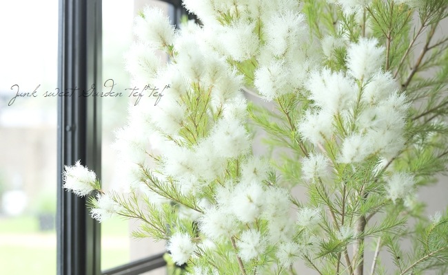 メラレウカ 『メディカルティーツリー』 | すべての商品