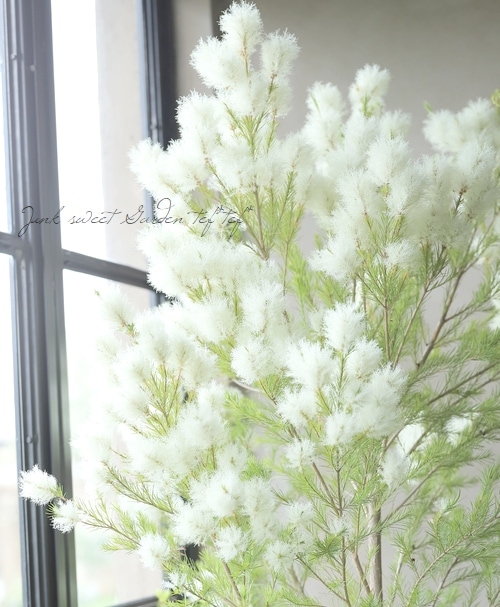 ①*ஐ綿の様なふわふわの花*:ஐメラレウカ・苗木【メディカルティーツリー】９号 000000005370-01.jpg?size=m&w=
