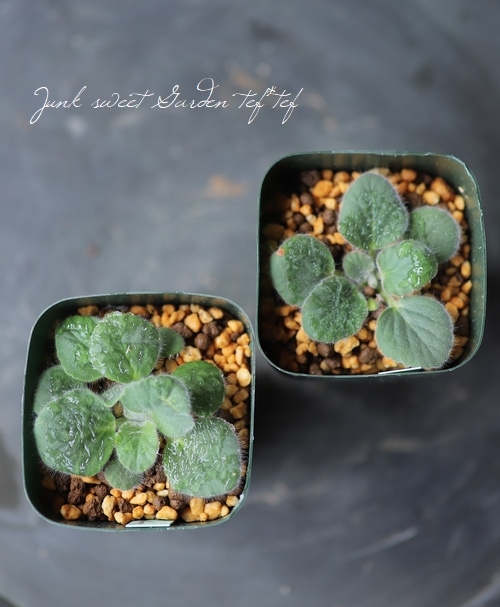 希少！ペラルゴニウム 『アウリツム近似種』 | すべての商品 | | Junk