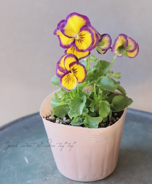 ◇八重咲きパンジー 『ファビュラス』 イエロー×パープル | すべての