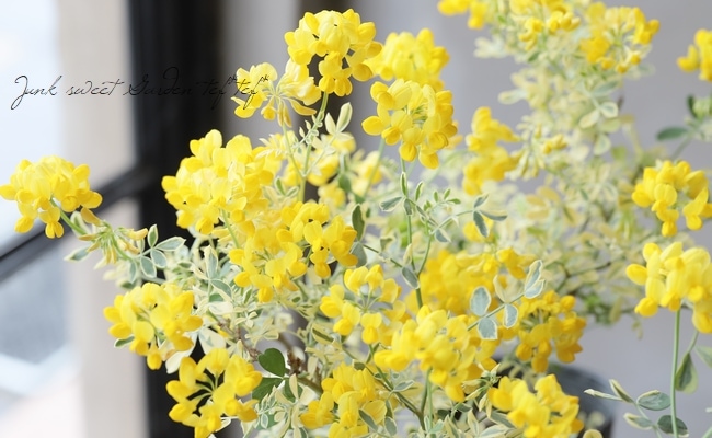 �����˥顦�Хꥨ�������إХ��ƥ��ʡ�