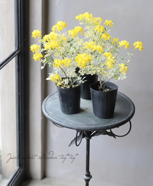 �����˥顦�Хꥨ�������إХ��ƥ��ʡ�