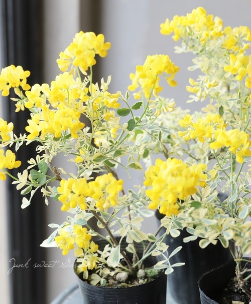 �����˥顦�Хꥨ�������إХ��ƥ��ʡ�