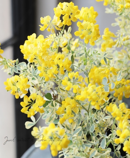 �����˥顦�Хꥨ�������إХ��ƥ��ʡ�