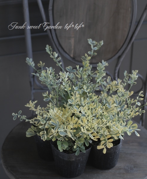 �����˥顦�Хꥨ�������إХ��ƥ��ʡ�